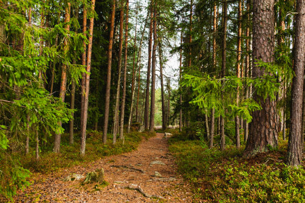 Forest pathway with filtered daylight suited to calm walking imagery.